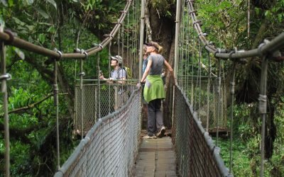 Tenorio Rain Forest Hanging Bridges & Sloth Encounter tour