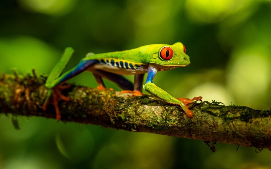 Biodiversity of Costa Rica: Nature’s Masterpiece